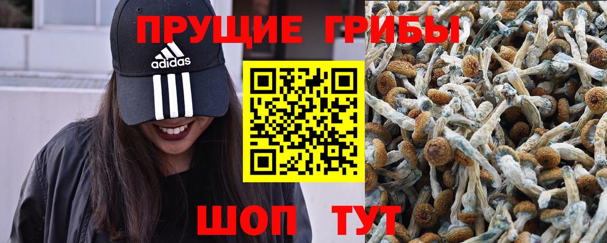 Снежинск  Псилоцибиновые грибы MAGIC MUSHROOMS  закладка  Вход с VPN 